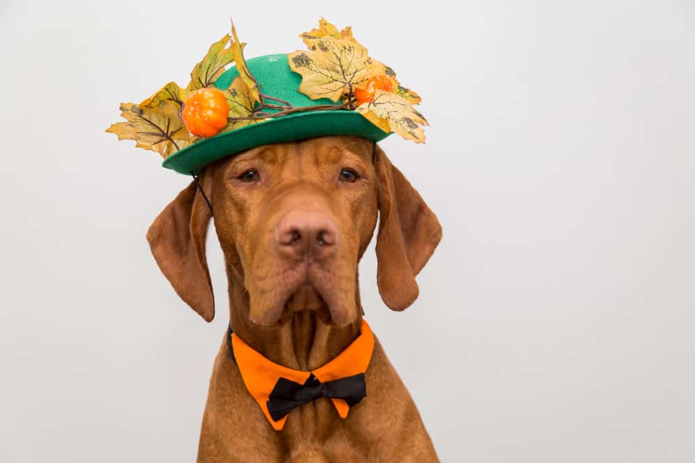 dog in hat for Thanksgiving