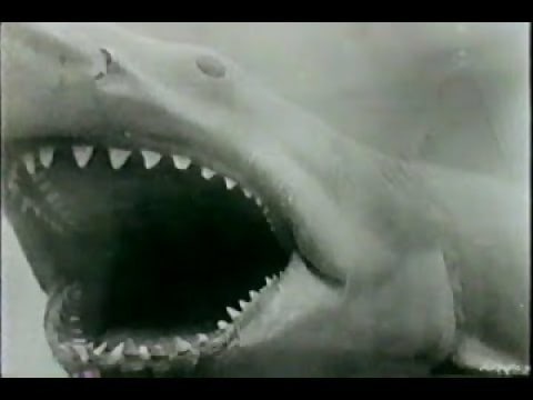Shark Attacks of 1916